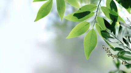 Close-up shot of vibrant green leaves with blurred background, creating a fresh and natural aesthetic.