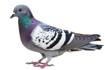 Fototapeta premium Modern Pigeon Isolated on Transparent Background, Ideal for Contemporary Art