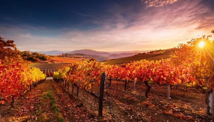 Naklejka premium vibrant vineyard grapes stunning autumn hills colors nature landscape burgundy yellow leaf fruit harvest trees soil plantation sunset scenery