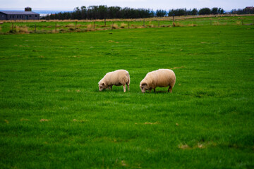 Obraz premium Icelandic Sheep Grazing on Green Pasture
