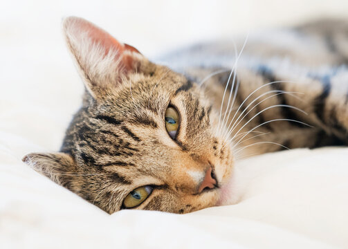 Brown domestic tabby cat lying on a white sheet looking lovingly to camera.