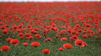 Vibrant Red Poppy Field Landscape Photography
