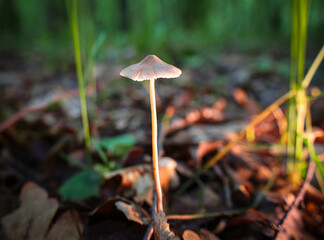 This image captures the delicate world of mushrooms hidden on the forest floor, where the rays of the morning sun create a fairytale atmosphere.