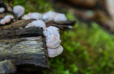 Fototapeta premium A group of delicate, textured fungi with a pale hue grows from a weathered piece of wood. The soft focus highlights the surrounding vibrant green moss, creating a contrast between the life on the fore