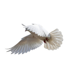White Dove Soaring Gracefully, Against Black Background,  Transparent Images, Perfect for Design Projects