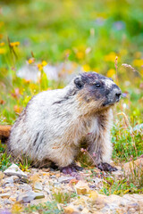 Cute Hoary Marmot portrait in Glacier National Park surrounded by flowers