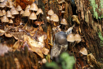 ​A snail slowly crawls on the bark of an old moss-covered stump, searching for food among groups of small mushrooms with shiny caps. This autumnal macro shot captures the atmosphere of forest silence 