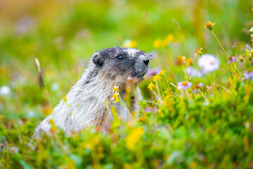 Cute Hoary Marmot portrait in Glacier National Park surrounded by flowers