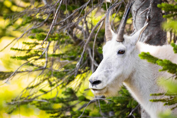 Mountain Goat Close-up Portrait on the Hills of Glacier National Park