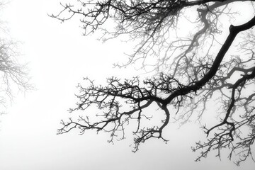 Bare tree branches in a misty landscape