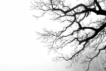 Bare tree branches against a foggy white background
