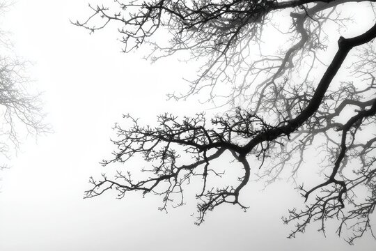 Bare tree branches in a misty landscape - Powered by Adobe
