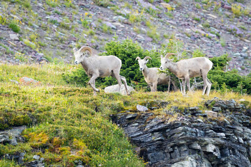Fototapeta premium Bighorn Sheep Close-up Portrait on the Mountains of Glacier National Park
