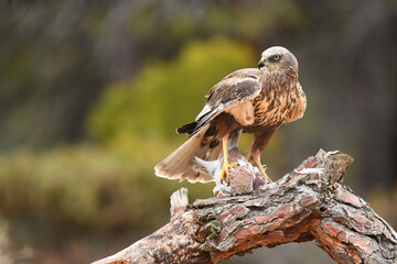aguila lagunero macho