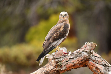 aguila lagunero macho