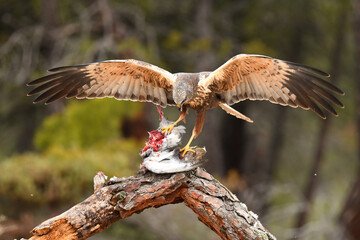aguila lagunero macho