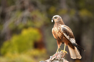 aguila lagunero macho