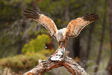 aguila lagunero macho