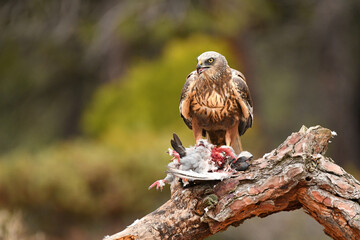 aguila lagunero macho