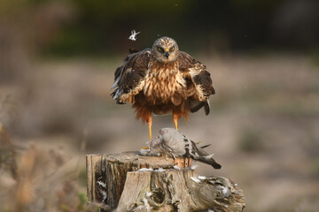 aguila lagunero macho