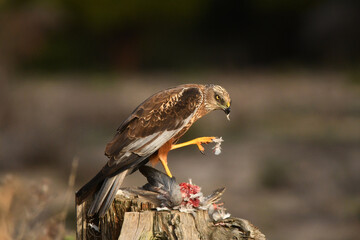 aguila lagunero macho