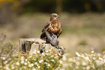aguila lagunero macho