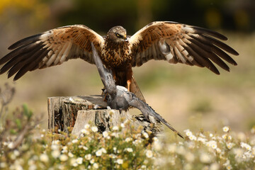 aguila lagunero macho