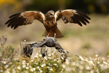 aguila lagunero macho