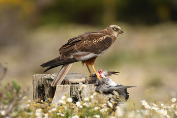 aguila lagunero macho