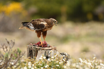 aguila lagunero macho