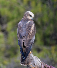aguila lagunero macho