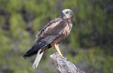 aguila lagunero macho