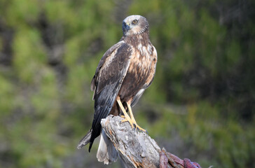aguila lagunero macho