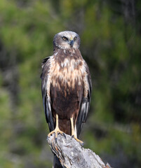 aguila lagunero macho