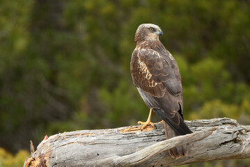 aguila lagunero macho