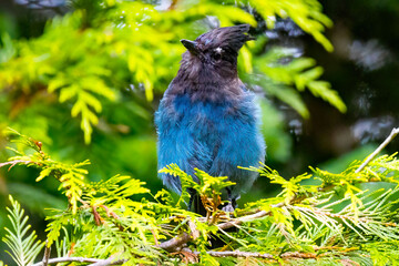 Beautiful Steller's Jay Close-up Portrait