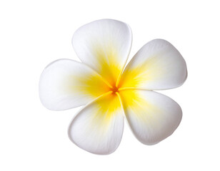 Fototapeta premium Top View of White Frangipani Flower with Soft Shadow Isolated on Transparent Background