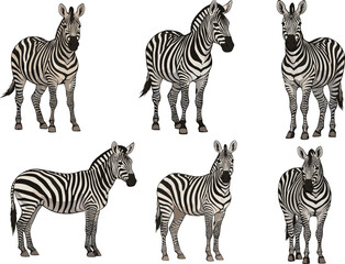 Wild zebra illustration set, realistic striped animal collection, African wildlife zebra artwork, exotic nature vector design, cartoon animal drawing © Zahid Creatives