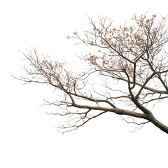 Obraz premium Bare tree branches against dark background isolated on transparent background