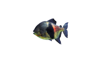 Disk myleus pacu (Myloplus schomburgkii) fish isolated on tansparent background, side view