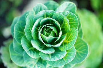 Green ornamental cabbage plant close up top view