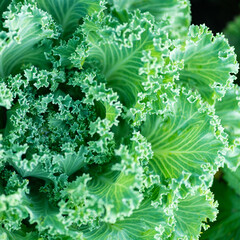 Green ornamental kale with curly textured leaves close up