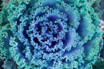 Ornamental kale plant with curly green and purple leaves