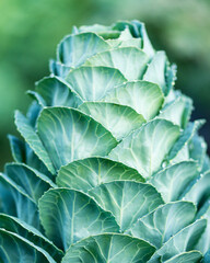 Decorative cabbage plant with layered green leaves close up