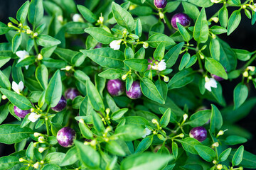 Ornamental pepper plant with purple fruits and green leaves