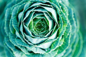 Ornamental cabbage rosette close up with water droplets