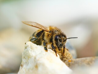 A furry honeybee, legs covered in pollen, pauses on a white rock. Its wings are slightly spread, as if it is preparing to fly again in the sunlight