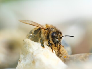 A close-up shows a bee, its wings slightly spread, perched on a piece of white rock. The bee's fuzzy body and intricate features are illuminated by sunlight