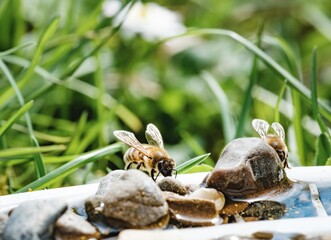 Bees gather on a stone-filled watering station. Their wings glisten in the sunlight as they quench their thirst, surrounded by green grass