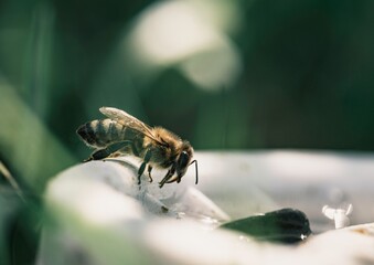 A Honeybee gently lands on a white blossom, its wings slightly raised. It appears to be drinking from a small puddle of water, escaping the summer heat in the garden